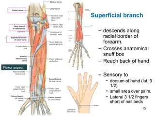 Forearm Snuff Box 5-radial Nerve.pptddfffttrrrrreerrrrgghfrg | PPT