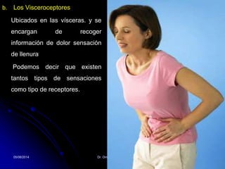 05/08/2014 Dr. Omar Diaz Tablas 10
b. Los Visceroceptores
Ubicados en las vísceras. y se
encargan de recoger
información de dolor sensación
de llenura
Podemos decir que existen
tantos tipos de sensaciones
como tipo de receptores.
 