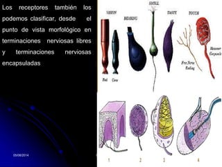 05/08/2014 Dr. Omar Diaz Tablas 11
Los receptores también los
podemos clasificar, desde el
punto de vista morfológico en
terminaciones nerviosas libres
y terminaciones nerviosas
encapsuladas
 