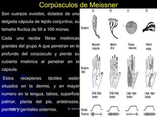 05/08/2014 Dr. Omar Diaz Tablas 12
Corpúsculos de Meissner
Son cuerpos ovoides, dotados de una
delgada cápsula de tejido conjuntivo, su
tamaño fluctúa de 50 a 100 micras.
Cada uno recibe fibras mielinicas
grandes del grupo A que penetran en lo
profundo del corpúsculo y pierde su
cubierta mielinica al penetrar en la
cápsula.
Estos receptores táctiles están
situados en la dermis, y en mayor
numero en la lengua, labios, superficie
palmar, planta del pie, antebrazos,
piernas y genitales externos.
 