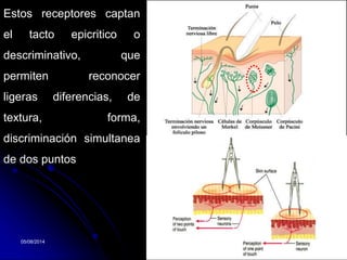 05/08/2014 Dr. Omar Diaz Tablas 13
Estos receptores captan
el tacto epicritico o
descriminativo, que
permiten reconocer
ligeras diferencias, de
textura, forma,
discriminación simultanea
de dos puntos
 