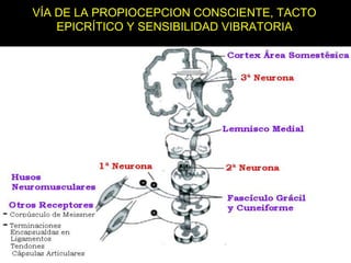 VÍA DE LA PROPIOCEPCION CONSCIENTE, TACTO
EPICRÍTICO Y SENSIBILIDAD VIBRATORIA
05/08/2014 Dr. Omar Diaz Tablas 14
 