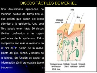 05/08/2014 Dr. Omar Diaz Tablas 15
DISCOS TÁCTILES DE MERKEL
Son dilataciones aplanadas de
mediano calibre de fibras tipo A,
que pasan que pasan del plexo
dérmico a la epidermis. Una sola
fibra puede tener hasta 50 discos
táctiles confinados a las capas
profundas de la epidermis. Estos
receptores son más numerosos en
la piel de la palma de la mano,
planta del pie, pezón, y bordes de
la lengua. Su función es captar la
información táctil protopatica (tacto
burdo
 