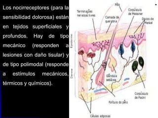 Los receptores para el tacto
protopático, estímulos térmicos
y dolorosos se distribuyen en la
piel y en los tejidos profundos
(como músculos y
articulaciones). Son
terminaciones nerviosas libres.
05/08/2014 Dr. Omar Diaz Tablas 18
Los nocirreceptores (para la
sensibilidad dolorosa) están
en tejidos superficiales y
profundos. Hay de tipo
mecánico (responden a
lesiones con daño tisular) y
de tipo polimodal (responde
a estímulos mecánicos,
térmicos y químicos).
 