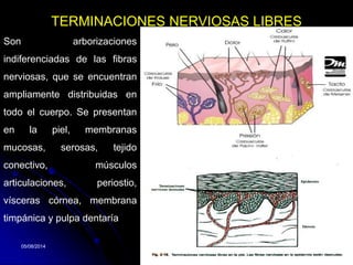 05/08/2014 Dr. Omar Diaz Tablas 2005/08/2014 Dr. Omar Diaz Tablas 20
TERMINACIONES NERVIOSAS LIBRES
Son arborizaciones
indiferenciadas de las fibras
nerviosas, que se encuentran
ampliamente distribuidas en
todo el cuerpo. Se presentan
en la piel, membranas
mucosas, serosas, tejido
conectivo, músculos
articulaciones, periostio,
vísceras córnea, membrana
timpánica y pulpa dentaría
 