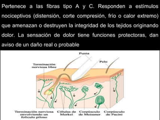 05/08/2014 Dr. Omar Diaz Tablas 21
Pertenece a las fibras tipo A y C. Responden a estímulos
nociceptivos (distensión, corte compresión, frío o calor extremo)
que amenazan o destruyen la integridad de los tejidos originando
dolor. La sensación de dolor tiene funciones protectoras, dan
aviso de un daño real o probable
 
