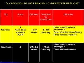 05/08/2014 Dr. Omar Diaz Tablas 22
CLASIFICACIÓN DE LAS FIBRAS EN LOS NERVIOS PERIFÉRICOS
Tipo Grupo Diámetro Velocidad
de
Conducción
Ubicación
Mielinicas
A
ALFA, BETA
GAMMA y
DELTA
1 a 20
Micras
5 a 120
Mts x seg.
Fibras sensitivas para la
propicepcion,
Tacto, vibración, termoalgesia y
Fibras motoras somáticas
Amielinicas C 0.5 a 1.5
Micras
0.5 a 2
Mts x seg.
Fibras sensitivas para la
termoalgesia
Fibras post ganglionares.
 