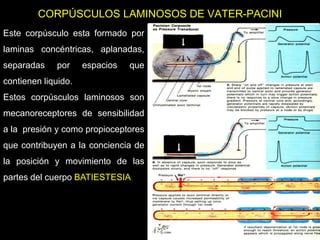 05/08/2014 Dr. Omar Diaz Tablas 24
CORPÚSCULOS LAMINOSOS DE VATER-PACINI
Se encuentran en el tejido
conectivo subcutáneo,
ligamentos y cápsulas
articulares, pezones, serosas,
genitales externos algunas
vísceras, periostio. Por
encontrarse en situación
profunda y su relación con las
articulaciones, posiblemente
tiene función propioceptiva y
como receptores de presión.
Este corpúsculo esta formado por
laminas concéntricas, aplanadas,
separadas por espacios que
contienen liquido.
Estos corpúsculos laminosos son
mecanoreceptores de sensibilidad
a la presión y como propioceptores
que contribuyen a la conciencia de
la posición y movimiento de las
partes del cuerpo BATIESTESIA
 