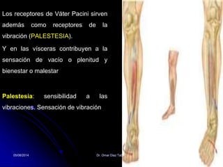 05/08/2014 Dr. Omar Diaz Tablas 27
Los receptores de Váter Pacini sirven
además como receptores de la
vibración (PALESTESIA).
Y en las vísceras contribuyen a la
sensación de vacío o plenitud y
bienestar o malestar
Palestesia: sensibilidad a las
vibraciones. Sensación de vibración
 