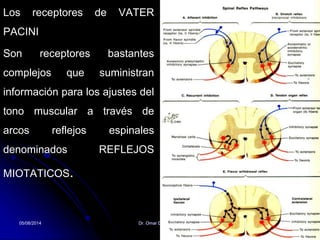 Los receptores de VATER
PACINI
Son receptores bastantes
complejos que suministran
información para los ajustes del
tono muscular a través de
arcos reflejos espinales
denominados REFLEJOS
MIOTATICOS.
05/08/2014 Dr. Omar Diaz Tablas 30
 