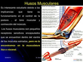 Husos Musculares
Es interesante estudiarlo debido a las
implicancias que tiene su
funcionamiento en el control de la
postura , el tono muscular y
contracción del músculo.
Los husos musculares son pequeños
receptores sensitivos encapsulados
que se encuentran dentro del vientre
de los músculos estriados, pero no lo
encontramos en la musculatura
lisa o visceral.
05/08/2014 Dr. Omar Diaz Tablas 31
 
