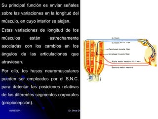 Su principal función es enviar señales
sobre las variaciones en la longitud del
músculo, en cuyo interior se alojan.
Estas variaciones de longitud de los
músculos están estrechamente
asociadas con los cambios en los
ángulos de las articulaciones que
atraviesan.
Por ello, los husos neuromusculares
pueden ser empleados por el S.N.C.
para detectar las posiciones relativas
de los diferentes segmentos corporales
(propiocepción).
05/08/2014 Dr. Omar Diaz Tablas 32
 