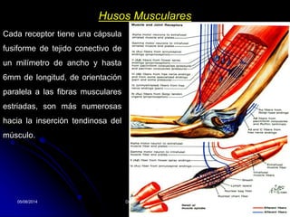 05/08/2014 Dr. Omar Diaz Tablas 34
Husos Musculares
Cada receptor tiene una cápsula
fusiforme de tejido conectivo de
un milímetro de ancho y hasta
6mm de longitud, de orientación
paralela a las fibras musculares
estriadas, son más numerosas
hacia la inserción tendinosa del
músculo.
 