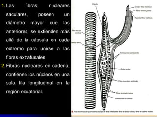 En el interior de la cápsula
hay de 4-14 fibras
musculares intrafusales,
caracterizadas por ser más
pequeñas que las
esqueléticas o estriadas y en
su zona media, carecen de
estrías cruzadas y pueden
ser de dos tipos:
05/08/2014 Dr. Omar Diaz Tablas 35
1.Las fibras nucleares
saculares, poseen un
diámetro mayor que las
anteriores, se extienden más
allá de la cápsula en cada
extremo para unirse a las
fibras extrafusales
2.Fibras nucleares en cadena,
contienen los núcleos en una
sola fila longitudinal en la
región ecuatorial.
 