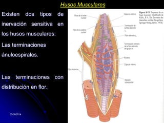 05/08/2014 Dr. Omar Diaz Tablas 36
Husos Musculares
Existen dos tipos de
inervación sensitiva en
los husos musculares:
Las terminaciones
ánuloespirales.
Las terminaciones con
distribución en flor.
 