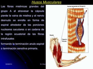05/08/2014 Dr. Omar Diaz Tablas 37
Husos Musculares
Las fibras mielinicas grandes del
grupo A al atravesar la cápsula
pierde la vaina de mielina y el nervio
desnudo se enrolla en forma de
espiral alrededor de las porciones
nucleares saculares o en cadena de
la región ecuatorial de las fibras
intrafusales
formando la terminación anulo espiral
o terminación sensitiva primaria.
 