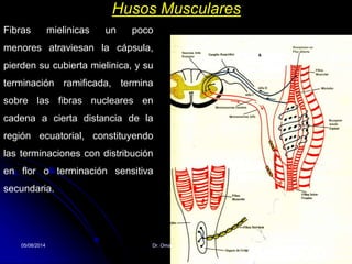 05/08/2014 Dr. Omar Diaz Tablas 38
Husos Musculares
Fibras mielinicas un poco
menores atraviesan la cápsula,
pierden su cubierta mielinica, y su
terminación ramificada, termina
sobre las fibras nucleares en
cadena a cierta distancia de la
región ecuatorial, constituyendo
las terminaciones con distribución
en flor o terminación sensitiva
secundaria.
 