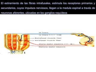 05/08/2014 Dr. Omar Diaz Tablas 39
El estiramiento de las fibras intrafusales, estimula los receptores primarios y
secundarios, cuyos impulsos nerviosos, llegan a la medula espinal a través de
neuronas aferentes, ubicadas en los ganglios raquídeos
 