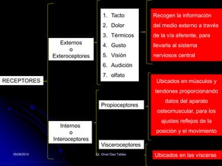 05/08/2014 Dr. Omar Diaz Tablas 4
RECEPTORES
Externos
o
Exteroceptores
Internos
o
Interoceptores
1. Tacto
2. Dolor
3. Térmicos
4. Gusto
5. Visión
6. Audición
7. olfato
Propioceptores
Visceroceptores
Recogen la información
del medio externo a través
de la vía aferente, para
llevarla al sistema
nerviosos central
Ubicados en músculos y
tendones proporcionando
datos del aparato
osteomuscular, para los
ajustes reflejos de la
posición y el movimiento
Ubicados en las vísceras
 