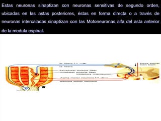 05/08/2014 Dr. Omar Diaz Tablas 40
Estas neuronas sinaptizan con neuronas sensitivas de segundo orden,
ubicadas en las astas posteriores, éstas en forma directa o a través de
neuronas intercaladas sinaptizan con las Motoneuronas alfa del asta anterior
de la medula espinal.
 