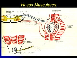 05/08/2014 Dr. Omar Diaz Tablas 42
Husos Musculares
 