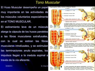 05/08/2014 Dr. Omar Diaz Tablas 43
Tono Muscular
El Huso Muscular desempeña un papel
muy importante en las actividades de
los músculos voluntarios especialmente
en el TONO MUSCULAR.
El estiramiento leve de un músculo
alarga la cápsula de los husos paralelos
a las fibras musculares extrafusales,
con lo cual se estiran las fibras
musculares intrafusales, y se estimulan
las terminaciones anulo espirales, los
impulsos llegan a la medula espinal a
través de la vía aferente.
 