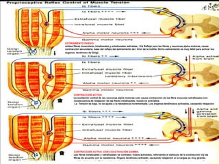 05/08/2014 Dr. Omar Diaz Tablas 45
ESTIRAMIENTO PASIVO,
ambas fibras musculares intrafusales y extrafusales estiradas,. Vía Refleja para las fibras y neuronas alpha motoras, causa
contracción secundaria, base del reflejo del estiramiento de l tirón de la rodilla. Dicho estiramiento es muy débil para activar los
órganos tendinoso de Golgi.
CONTRACCIÓN ACTIVA
La excitación central de las neuronas alpha motoras solo causa contracción de las fibra muscular extrafusales con
consecuencia de relajación de las fibras intrafusales; husos no activados.
La Tensión es baja, no se ajusta a la resistencia incrementada. Los órganos tendinosos activados, causando relajación.
CONTRACCIÓN ACTIVA. CON COACTIVACIÓN GAMMA.
Las fibras intrafusales y extrafusales se contraen; husos activados, reforzando el estimulo de la contracción vía las
fibras de acuerdo con la resistencia. Órgano tendinoso activado, causando relajación si la cargas es muy grande.
 