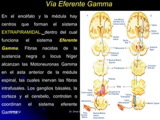 05/08/2014 Dr. Omar Diaz Tablas 46
Vía Eferente Gamma
En el encéfalo y la médula hay
centros que forman el sistema
EXTRAPIRAMIDAL, dentro del cual
funciona el sistema Eferente
Gamma. Fibras nacidas de la
sustancia negra o locus Níger
alcanzan las Motoneuronas Gamma
en el asta anterior de la médula
espinal, las cuales inervan las fibras
intrafusales. Los ganglios básales, la
corteza y el cerebelo, controlan o
coordinan el sistema eferente
Gamma.-
 