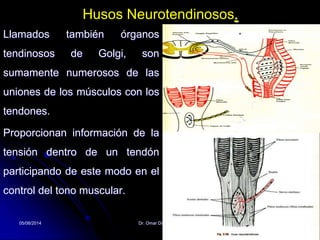05/08/2014 Dr. Omar Diaz Tablas 49
Husos Neurotendinosos.
Llamados también órganos
tendinosos de Golgi, son
sumamente numerosos de las
uniones de los músculos con los
tendones.
Proporcionan información de la
tensión dentro de un tendón
participando de este modo en el
control del tono muscular.
 
