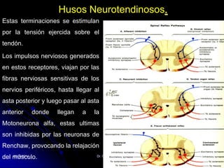 05/08/2014 Dr. Omar Diaz Tablas 50
Husos Neurotendinosos.
Estas terminaciones se estimulan
por la tensión ejercida sobre el
tendón.
Los impulsos nerviosos generados
en estos receptores, viajan por las
fibras nerviosas sensitivas de los
nervios periféricos, hasta llegar al
asta posterior y luego pasar al asta
anterior donde llegan a la
Motoneurona alfa, estas ultimas
son inhibidas por las neuronas de
Renchaw, provocando la relajación
del músculo.
 