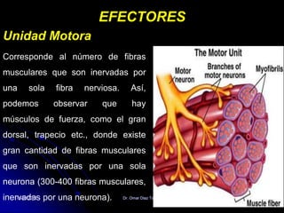 EFECTORES
Unidad Motora
Corresponde al número de fibras
musculares que son inervadas por
una sola fibra nerviosa. Así,
podemos observar que hay
músculos de fuerza, como el gran
dorsal, trapecio etc., donde existe
gran cantidad de fibras musculares
que son inervadas por una sola
neurona (300-400 fibras musculares,
inervadas por una neurona).05/08/2014 Dr. Omar Diaz Tablas 51
 