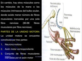En cambio, hay otros músculos como
los músculos de la mano o los
músculos intrínsecos del bulbo ocular,
donde existe menor número de fibras
musculares inervadas por una sola
fibra nerviosa (90-96 fibras
musculares por fibra nerviosa).
PARTES DE LA UNIDAD MOTORA
La unidad motora se encuentra
constituida por tres partes:
1. Neurona motora
2. Axón motor correspondiente
3. Conjunto de fibras musculares
inervadas por el axón motor
05/08/2014 Dr. Omar Diaz Tablas 52
 