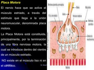 Placa Motora
El nervio hace que se active el
músculo estriado, a través del
estímulo que llega a la unión
neuromuscular, denominada placa
motora.
La Placa Motora está constituida,
principalmente, por la terminación
de una fibra nerviosa motora, la
cual se introduce dentro del vientre
de un músculo estriado.
NO existe en el músculo liso ni en
el cardíaco.05/08/2014 Dr. Omar Diaz Tablas 53
 
