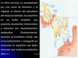 La fibra nerviosa va acompañada
por una vaina de Schwann y al
ingresar al interior del sarcolema
del músculo estriado, se ensancha
en un bulbo sináptico que
presenta abundantes mitocondrias
y vesículas con neurotransmisor
acetilcolina. Posteriormente,
tenemos la hendidura donde cae
el neurotransmisor y enseguida se
encuentra la superficie del tejido
muscular que recibe la acetilcolina
(Nt).05/08/2014 Dr. Omar Diaz Tablas 54
 