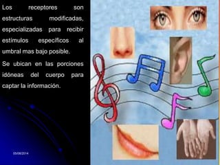 05/08/2014 Dr. Omar Diaz Tablas 6
Los receptores son
estructuras modificadas,
especializadas para recibir
estímulos específicos al
umbral mas bajo posible.
Se ubican en las porciones
idóneas del cuerpo para
captar la información.
 