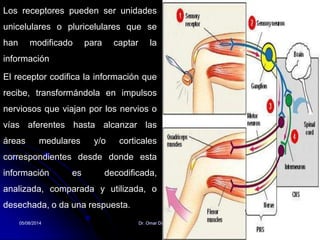 05/08/2014 Dr. Omar Diaz Tablas 7
Los receptores pueden ser unidades
unicelulares o pluricelulares que se
han modificado para captar la
información
El receptor codifica la información que
recibe, transformándola en impulsos
nerviosos que viajan por los nervios o
vías aferentes hasta alcanzar las
áreas medulares y/o corticales
correspondientes desde donde esta
información es decodificada,
analizada, comparada y utilizada, o
desechada, o da una respuesta.
 
