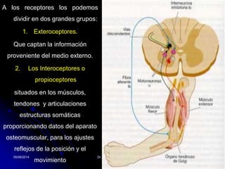 05/08/2014 Dr. Omar Diaz Tablas 9
A los receptores los podemos
dividir en dos grandes grupos:
1. Exteroceptores.
Que captan la información
proveniente del medio externo.
2. Los Interoceptores o
propioceptores
situados en los músculos,
tendones y articulaciones
estructuras somáticas
proporcionando datos del aparato
osteomuscular, para los ajustes
reflejos de la posición y el
movimiento
 