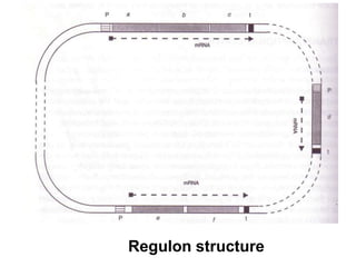 Rogulation Image 5- Regulation of Gene Expression Lecture.ppt