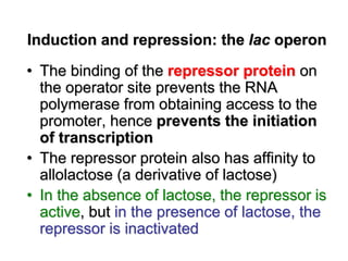5- Regulation of Gene Expression Lecture.ppt