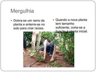 Mergulhia
 Dobra-se um ramo da       Quando a nova planta
 planta e enterra-se no     tem tamanho
 solo para criar raízes.    suficiente, corta-se a
                            ligação à planta inicial.
 