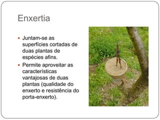 Enxertia

 Juntam-se as
  superfícies cortadas de
  duas plantas de
  espécies afins.
 Permite aproveitar as
  características
  vantajosas de duas
  plantas (qualidade do
  enxerto e resistência do
  porta-enxerto).
 