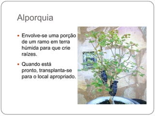 Alporquia
 Envolve-se uma porção
 de um ramo em terra
 húmida para que crie
 raízes.
 Quando está
 pronto, transplanta-se
 para o local apropriado.
 