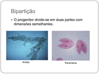 Bipartição
 O progenitor divide-se em duas partes com
 dimensões semelhantes.




      Amiba                     Paramécia
 