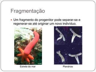 Fragmentação
 Um fragmento do progenitor pode separar-se e
 regenerar-se até originar um novo indivíduo.




      Estrela do mar               Planárias
 