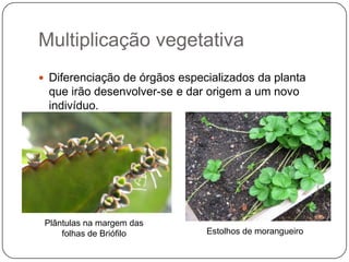 Multiplicação vegetativa
 Diferenciação de órgãos especializados da planta
 que irão desenvolver-se e dar origem a um novo
 indivíduo.




 Plântulas na margem das
     folhas de Briófilo        Estolhos de morangueiro
 