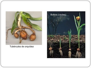 Bolbos (caules)




Tubérculos de orquídea
 