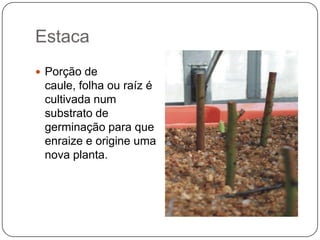 Estaca
 Porção de
 caule, folha ou raíz é
 cultivada num
 substrato de
 germinação para que
 enraize e origine uma
 nova planta.
 