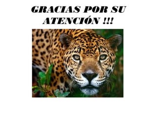 GRACIAS POR SU
ATENCIÓN !!!
 