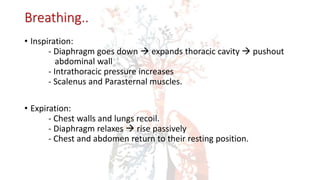 Breathing..
• Inspiration:
- Diaphragm goes down  expands thoracic cavity  pushout
abdominal wall
- Intrathoracic pressure increases
- Scalenus and Parasternal muscles.
• Expiration:
- Chest walls and lungs recoil.
- Diaphragm relaxes  rise passively
- Chest and abdomen return to their resting position.
 