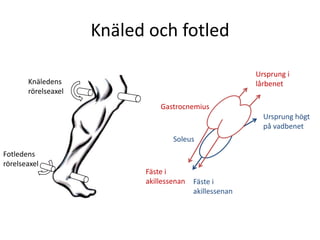 Knäled och fotledUrsprung i lårbenetKnäledens rörelseaxelGastrocnemiusUrsprung högt på vadbenetSoleusFotledens rörelseaxelFäste i akillessenanFäste i akillessenan